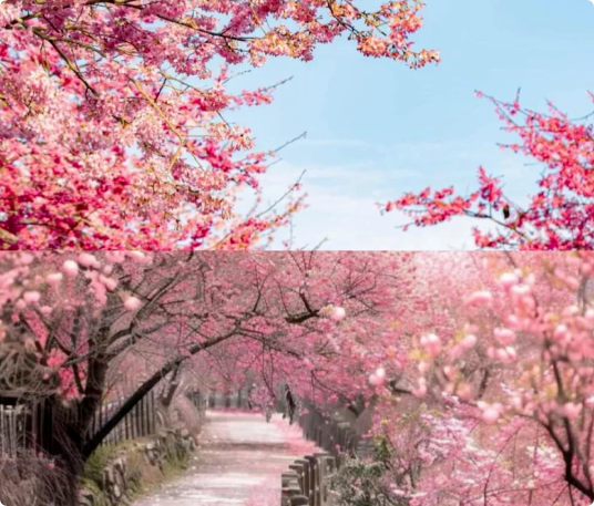 6個(gè)適合3月、4月賞花踏青旅游的旅行地推薦