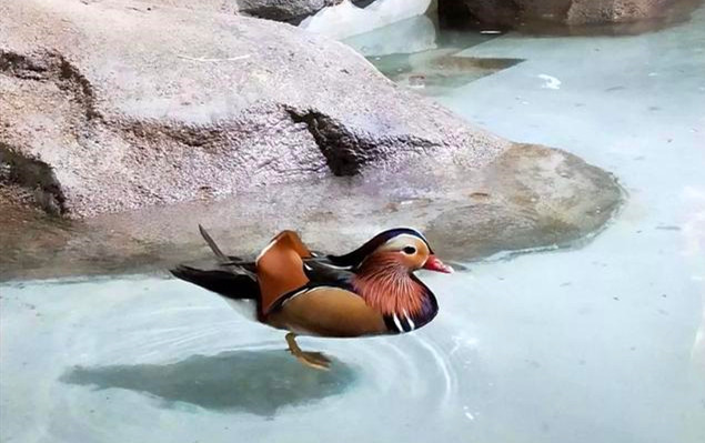南昌室內(nèi)迷你動(dòng)物園