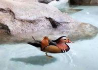 南昌室內(nèi)迷你動(dòng)物園