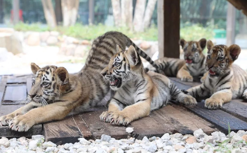 動物園引入智慧票務(wù)系統(tǒng)，游客體驗度飆升