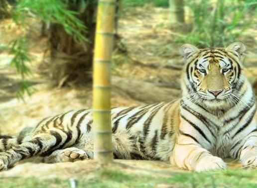 動(dòng)物園票務(wù)系統(tǒng)案例：長(zhǎng)沙縣三珍虎園